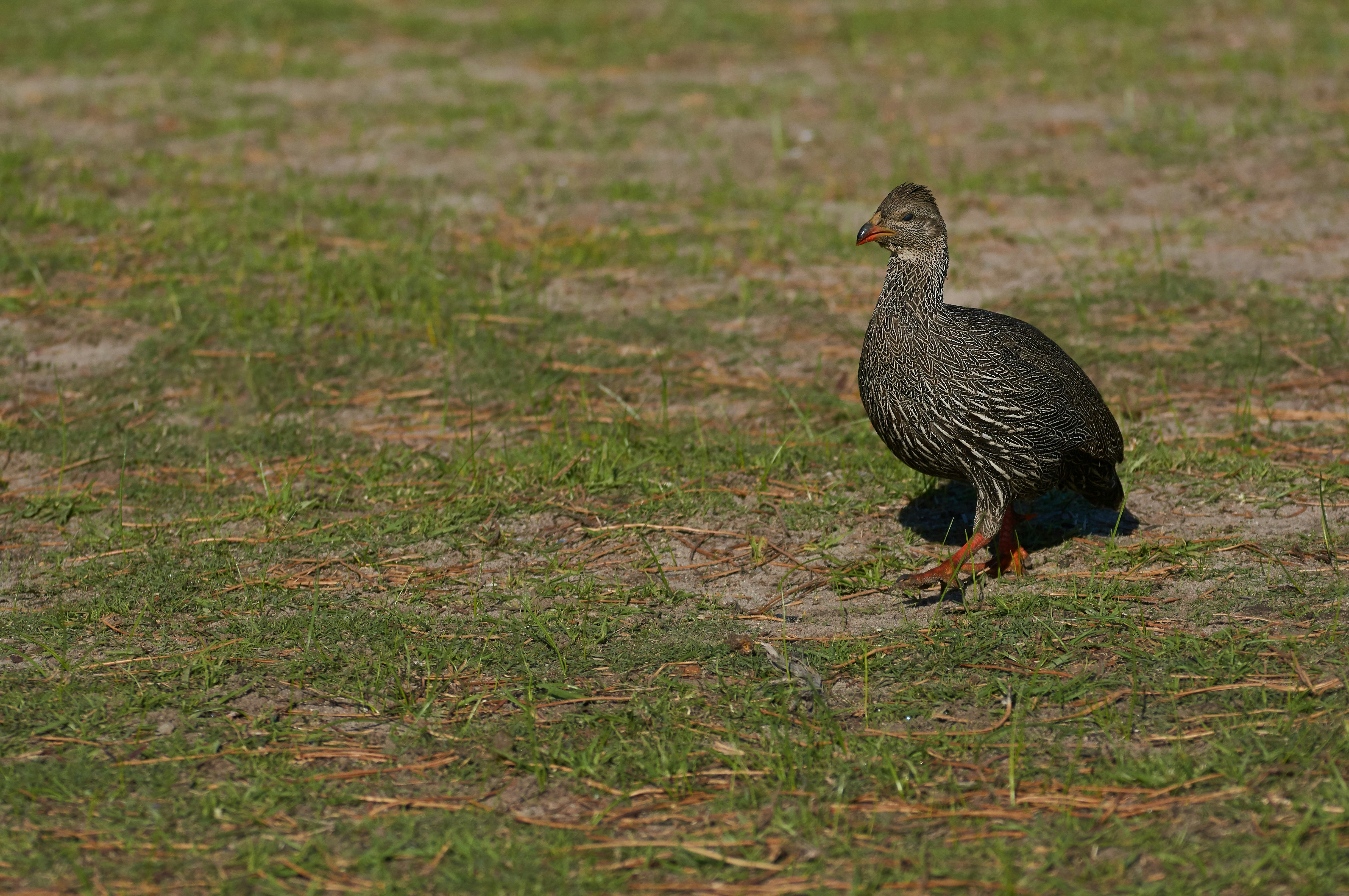 black duck on brown grass field during daytime